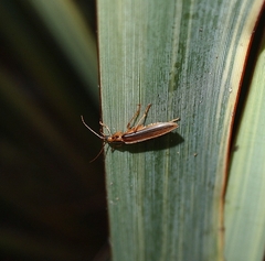 Thelyphassa lineata
