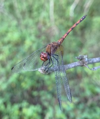 Trithemis werneri