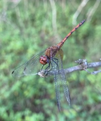 Trithemis werneri