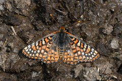 Euphydryas anicia hermosa