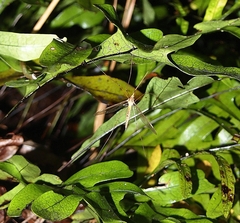 Leptotarsus albistigma