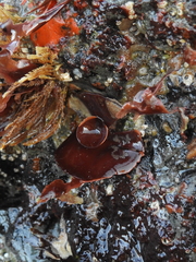 Constantinea simplex