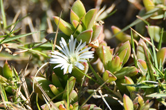 Delosperma ecklonis