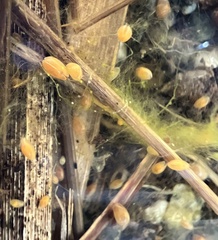 Cypridocopina