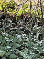 Zonotrichia albicollis