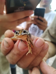 Leptodactylus gracilis