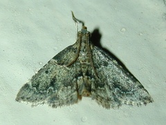 Pyralis manihotalis