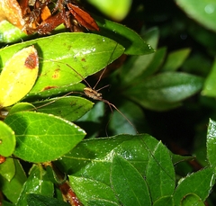 Pantopsalis phocator