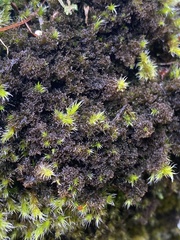 Scytinium lichenoides