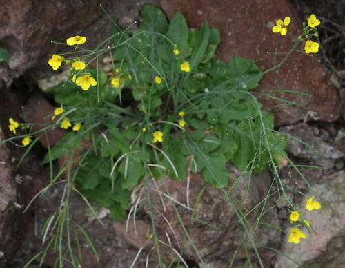 Erucastrum cardaminoides image