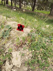 Glaucium corniculatum