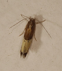 Labdia deliciosella