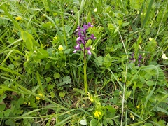 Anacamptis morio