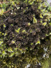 Scytinium lichenoides