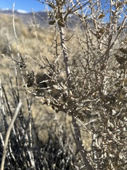 Atriplex torreyi