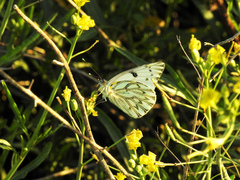 Tatochila