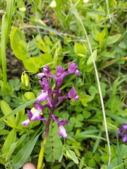 Anacamptis morio