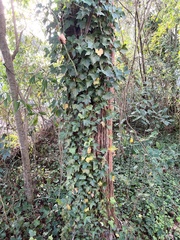 Hedera helix