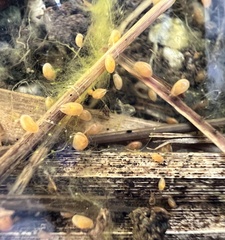Cypridocopina