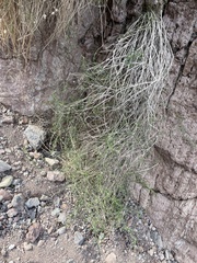 Bebbia juncea