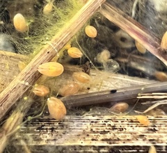 Cypridocopina