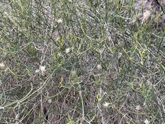 Bebbia juncea