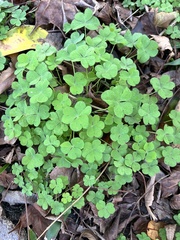 Oxalis grandis