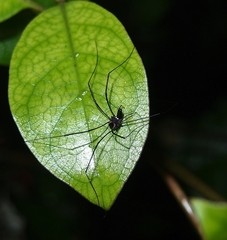 Pantopsalis phocator