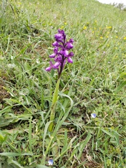 Anacamptis morio