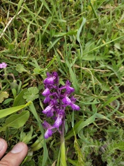 Anacamptis morio