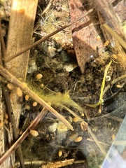 Cypridocopina