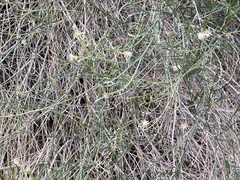 Bebbia juncea