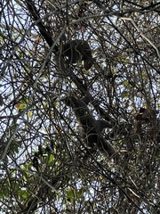 Sciurus carolinensis