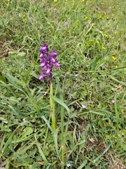 Anacamptis morio