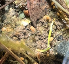 Cypridocopina