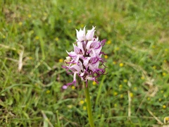 Orchis simia