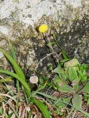 Craspedia uniflora maritima