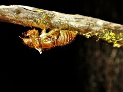 Amphipsalta zelandica