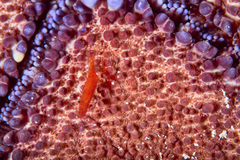 Zenopontonia soror