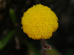 Craspedia uniflora maritima