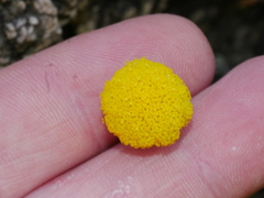 Craspedia uniflora maritima