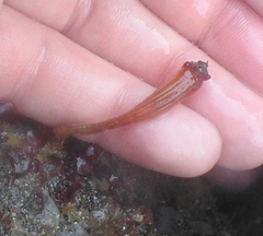 Styela montereyensis