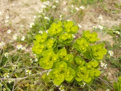 Euphorbia helioscopia