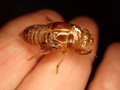 Amphipsalta zelandica