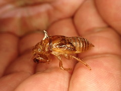 Amphipsalta zelandica