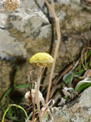 Craspedia uniflora maritima