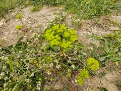 Euphorbia helioscopia