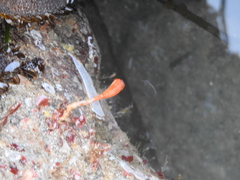 Styela montereyensis