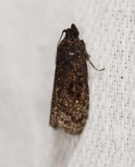 Cryptaspasma sordida