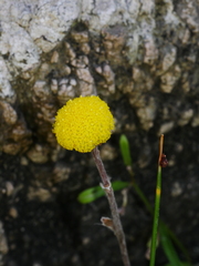 Craspedia uniflora maritima